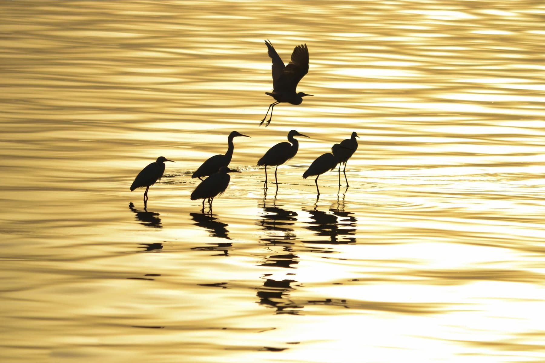 Herons on the golden water of a Fayoum lake