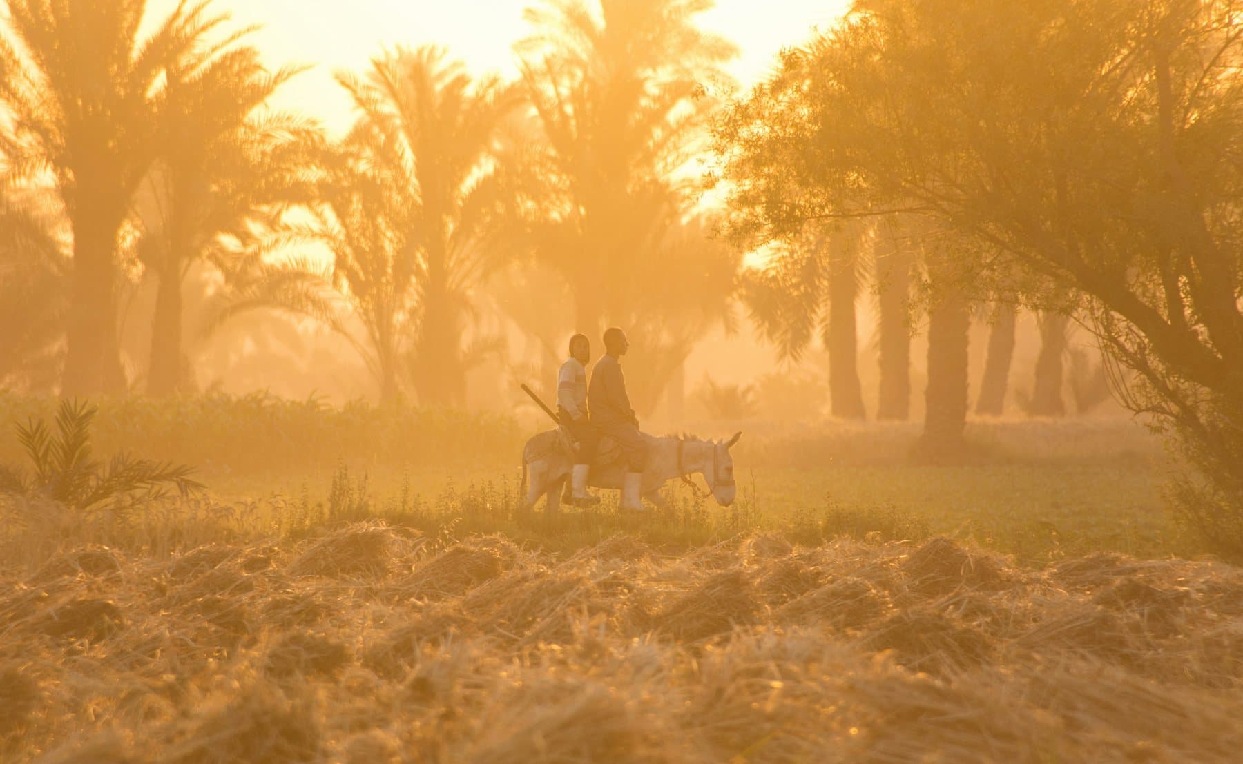 A golden misty morning in the palm groves of Fayoum
