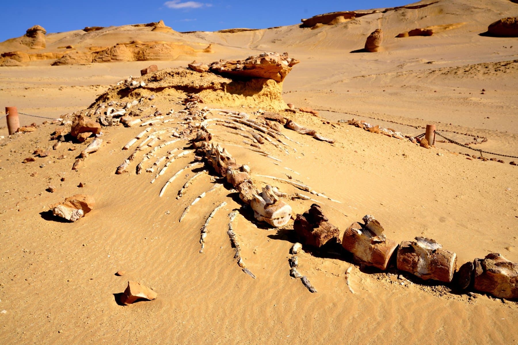 A fossil whale skeleton in the sands of Wadi El Hitan