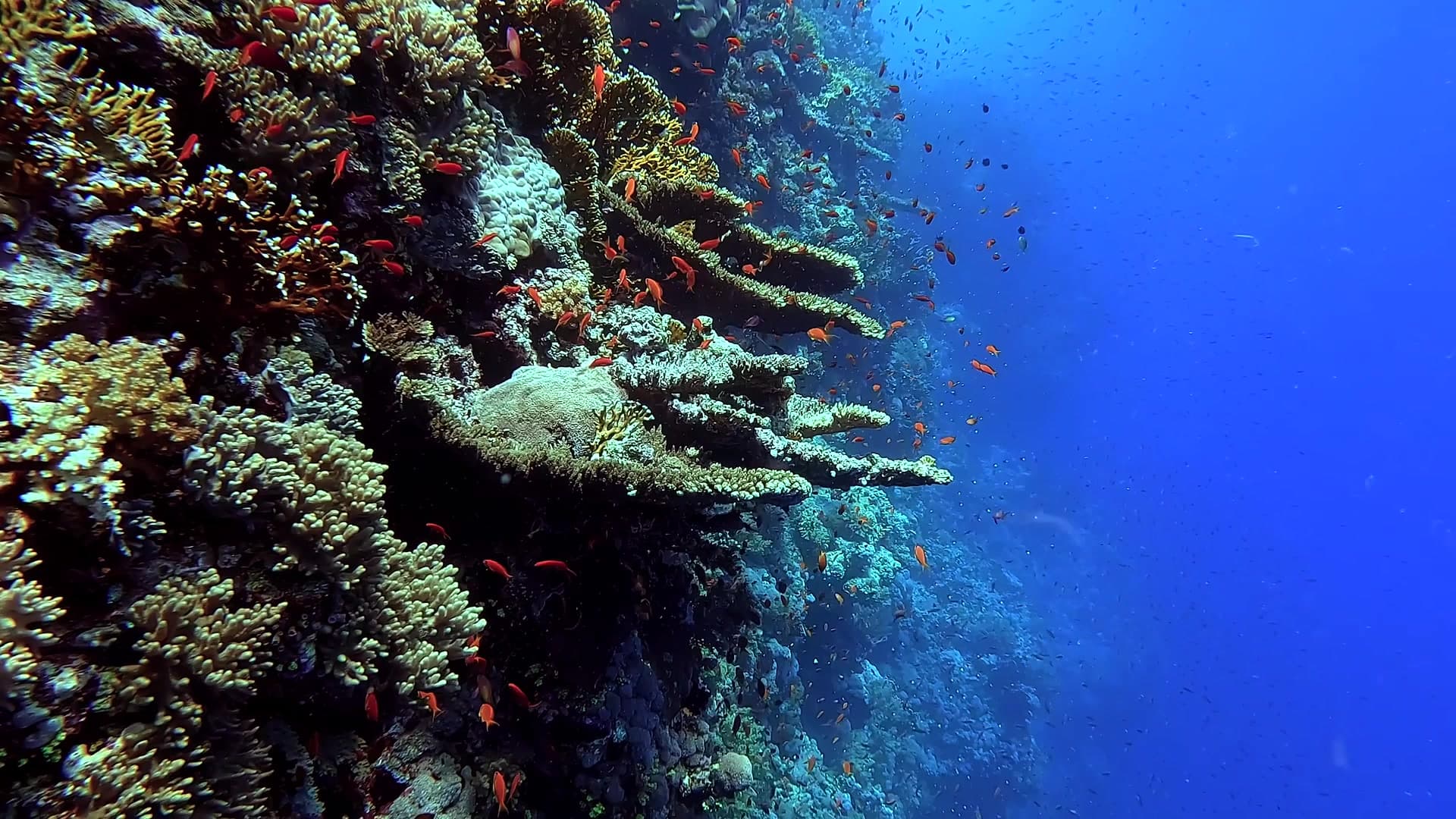 Soft corals and anthias fish on a Red Sea reef