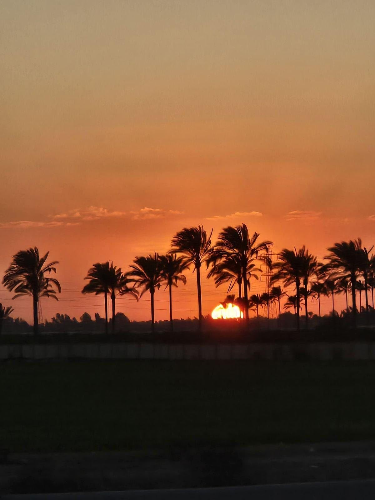 Palm trees at sunset in Alexandria