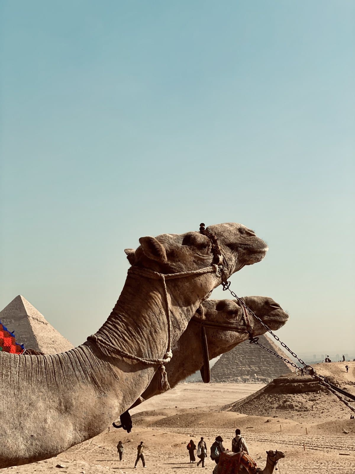 A camel resting before the Pyramids of Giza