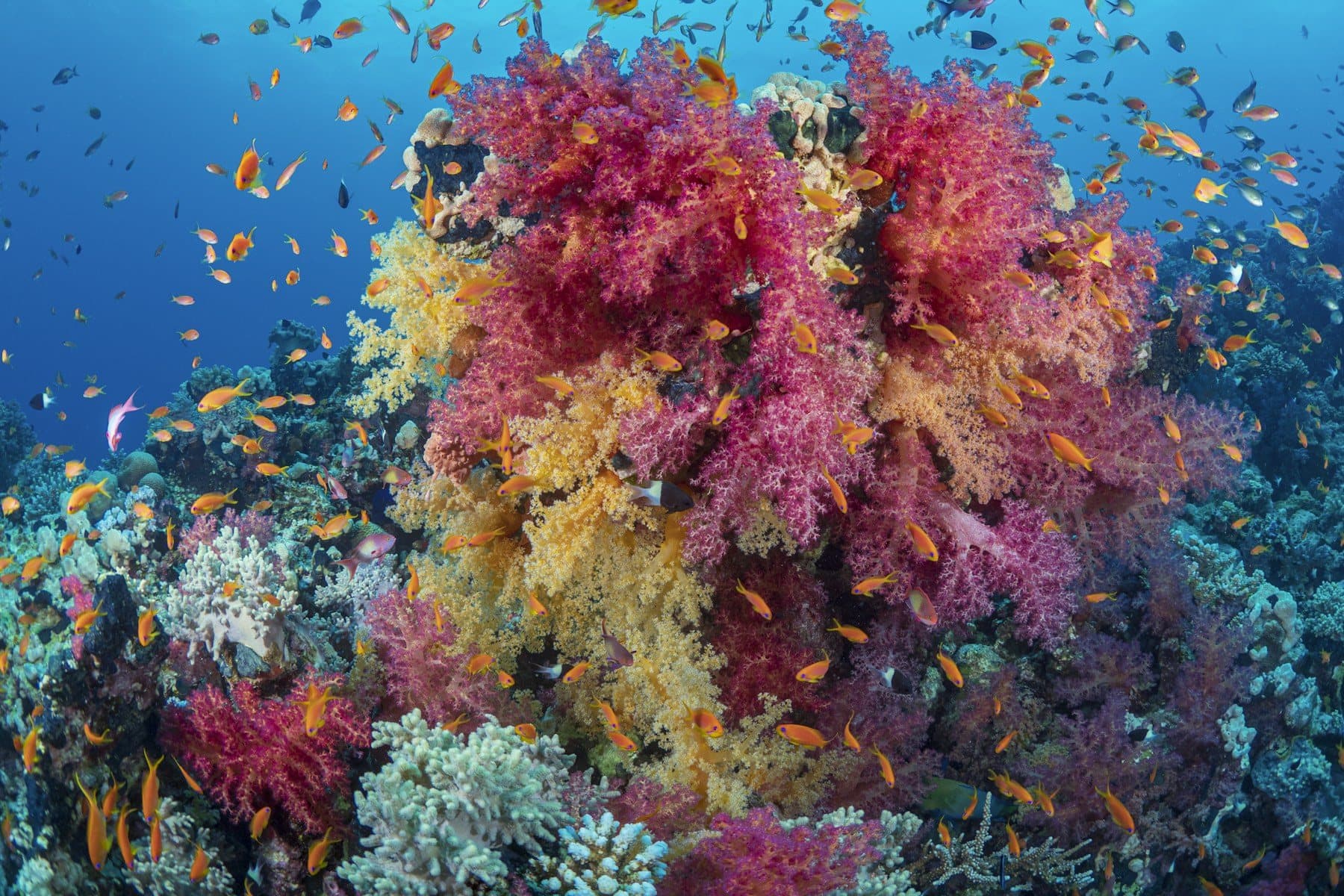 Soft corals on a Red Sea reef