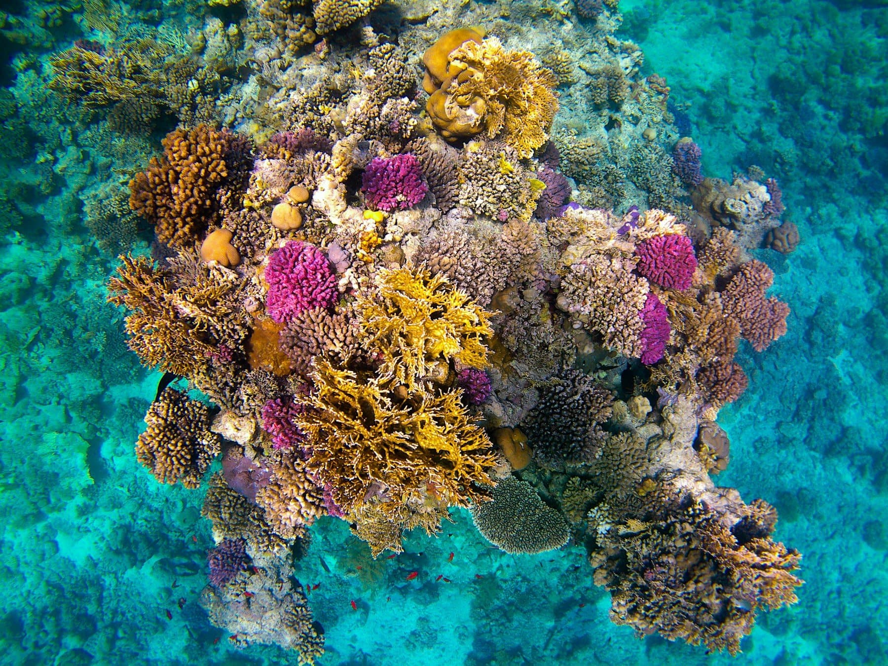 Pink and amber coral gardens in the Red Sea