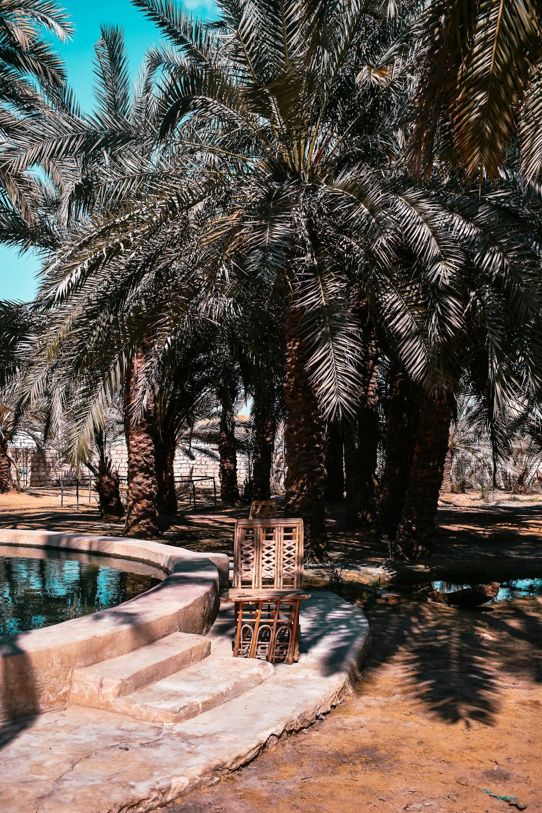 Palm trees around a freshwater spring in Siwa